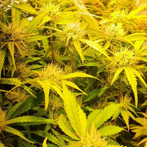Royal purple kush auto growlog timeline photo