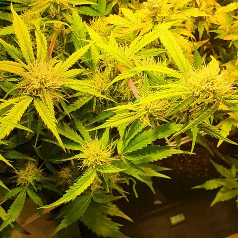 Royal purple kush auto growlog timeline photo