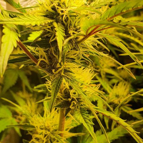 Royal purple kush auto growlog timeline photo