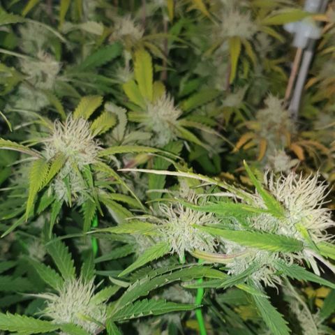 Royal purple kush auto growlog timeline photo