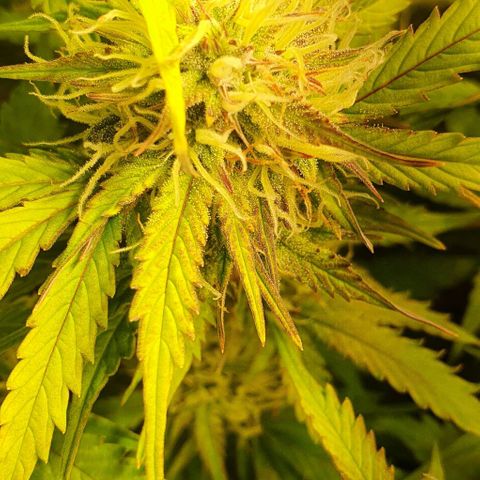 Royal purple kush auto growlog timeline photo