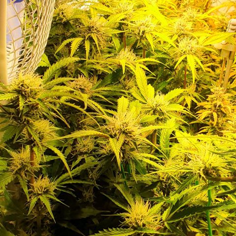 Royal purple kush auto growlog timeline photo