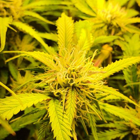 Royal purple kush auto growlog timeline photo