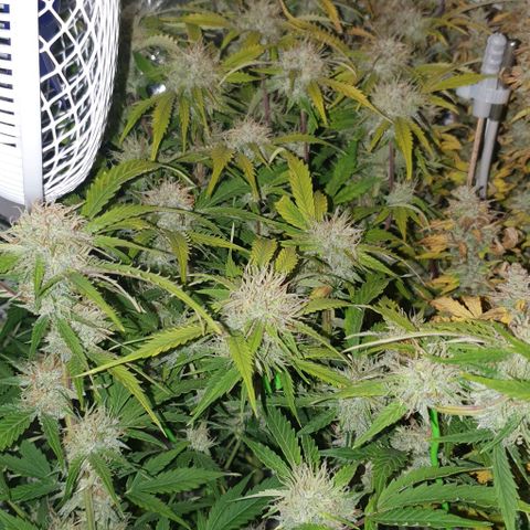 Royal purple kush auto growlog timeline photo