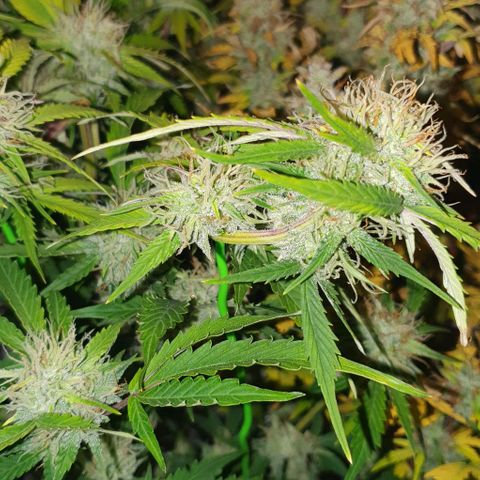 Royal purple kush auto growlog timeline photo