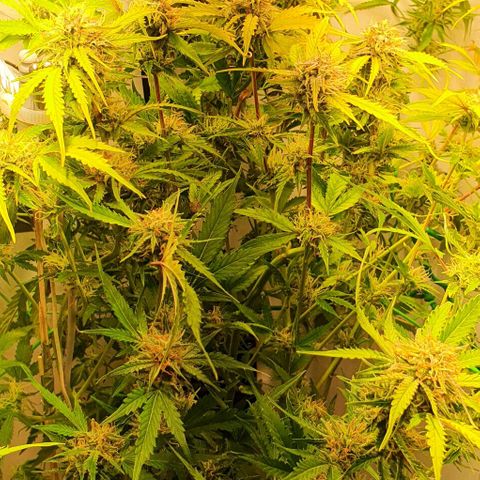 Royal purple kush auto growlog timeline photo