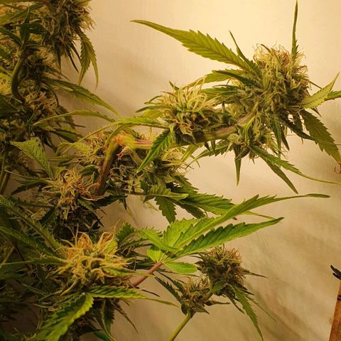 Royal purple kush auto growlog timeline photo