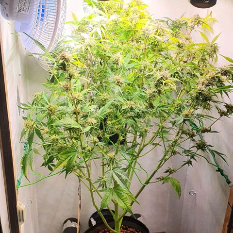 Royal purple kush auto growlog timeline photo