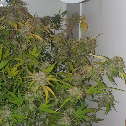 Royal purple kush auto growlog timeline photo