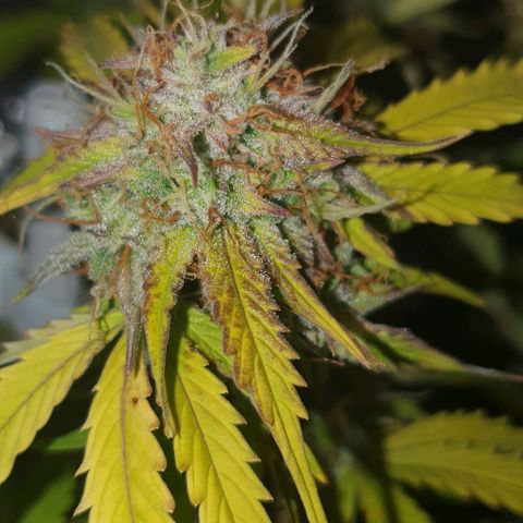 Royal purple kush auto growlog timeline photo