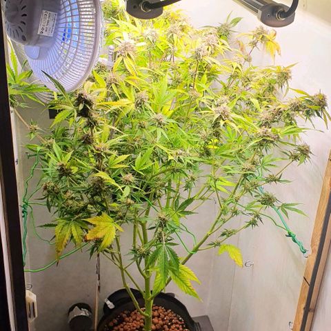 Royal purple kush auto growlog timeline photo