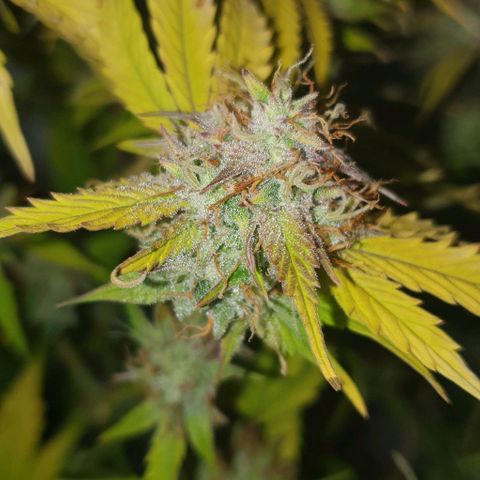 Royal purple kush auto growlog timeline photo