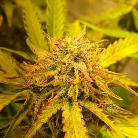 Royal purple kush auto growlog timeline photo