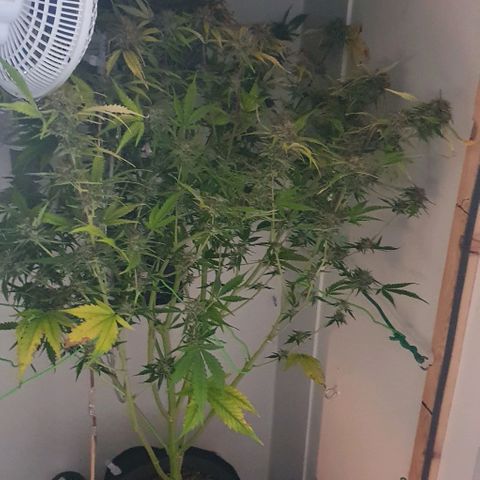 Royal purple kush auto growlog timeline photo