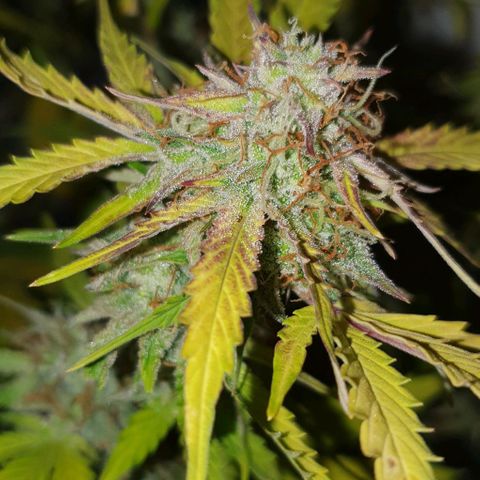 Royal purple kush auto growlog timeline photo