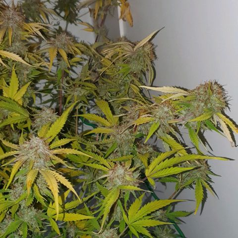 Royal purple kush auto growlog timeline photo