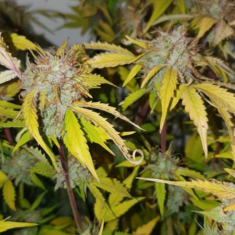 Royal purple kush auto growlog timeline photo