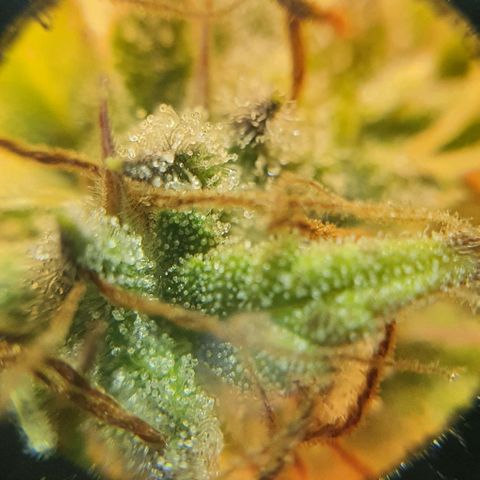 Royal purple kush auto growlog timeline photo