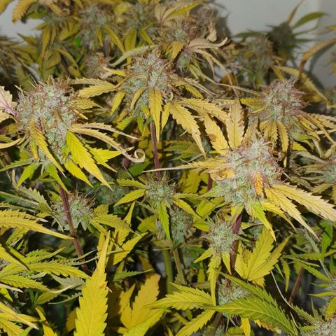 Royal purple kush auto growlog timeline photo