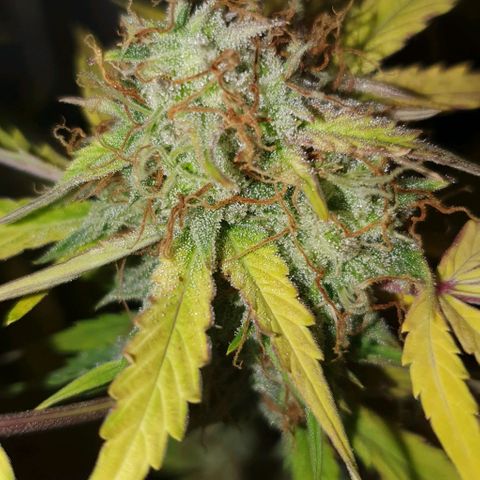 Royal purple kush auto growlog timeline photo