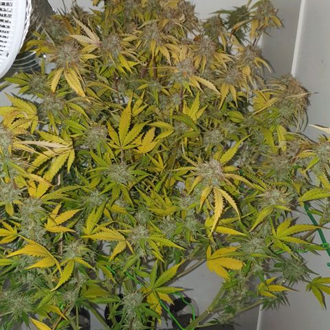 Royal purple kush auto growlog timeline photo
