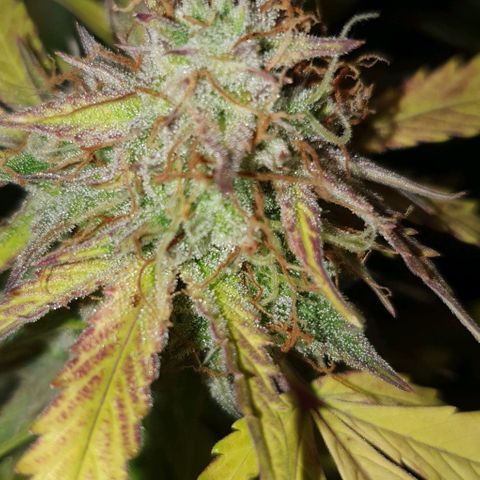 Royal purple kush auto growlog timeline photo