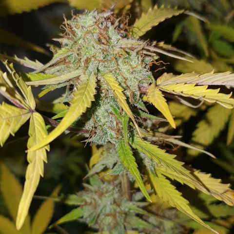 Royal purple kush auto growlog timeline photo