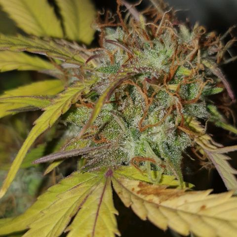 Royal purple kush auto growlog timeline photo