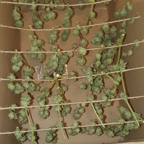 Royal purple kush auto growlog timeline photo