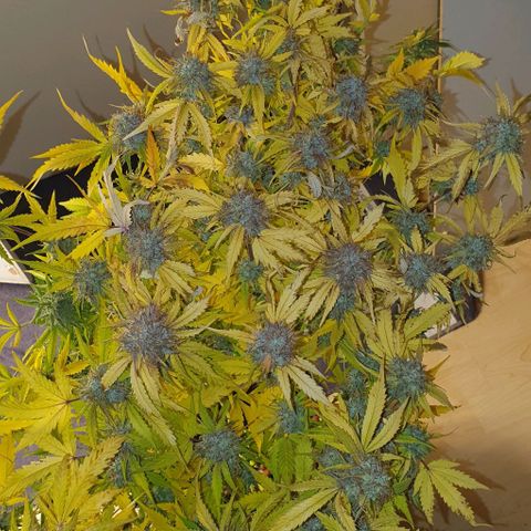Royal purple kush auto growlog timeline photo