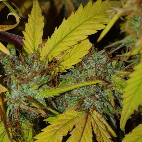 Royal purple kush auto growlog timeline photo