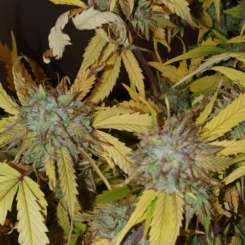 Royal purple kush auto growlog timeline photo