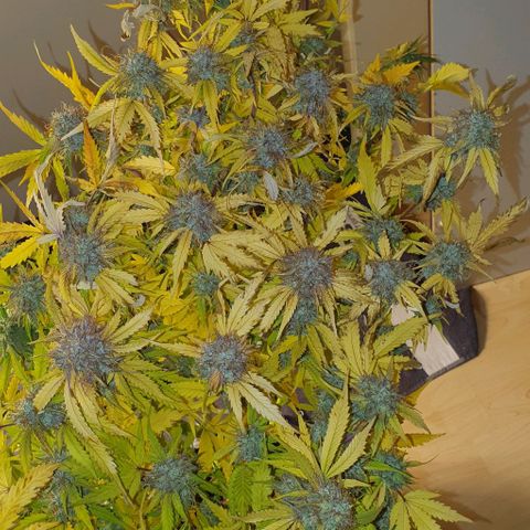 Royal purple kush auto growlog timeline photo