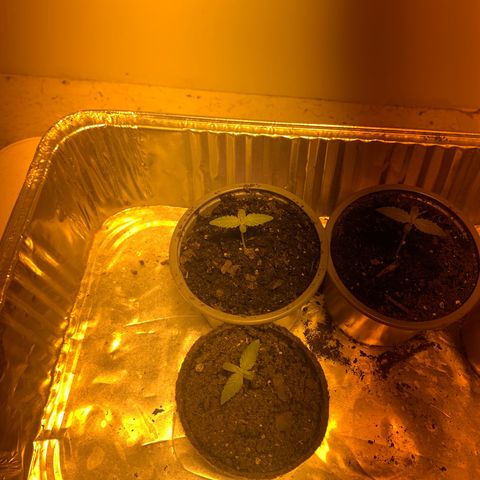 First 4 growlog timeline photo
