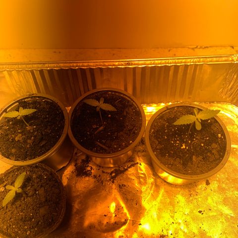First 4 growlog timeline photo