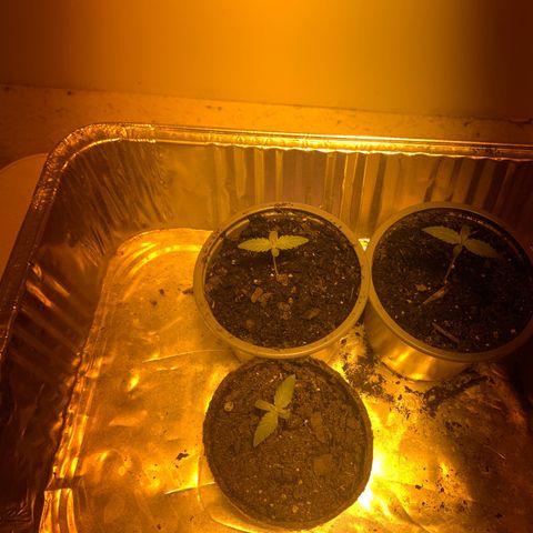 First 4 growlog timeline photo