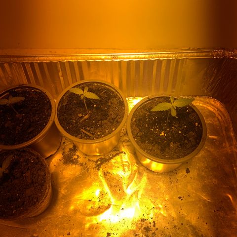 First 4 growlog timeline photo