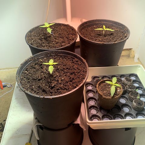 First 4 growlog timeline photo