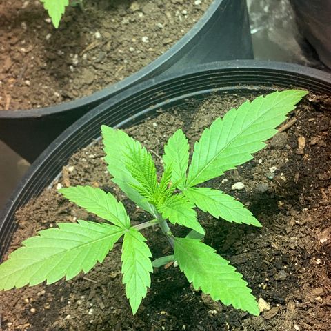 First 4 growlog photo: First four test baby’s 