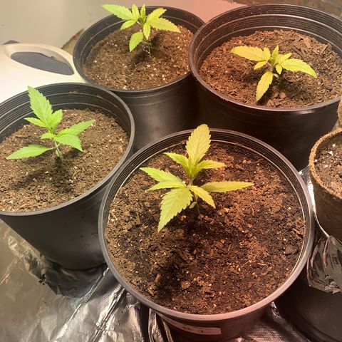 First 4 growlog photo: First four test baby’s 