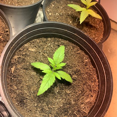 First 4 growlog photo: First four test baby’s 