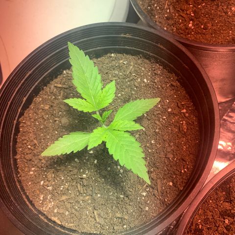 First 4 growlog photo: First four test baby’s 