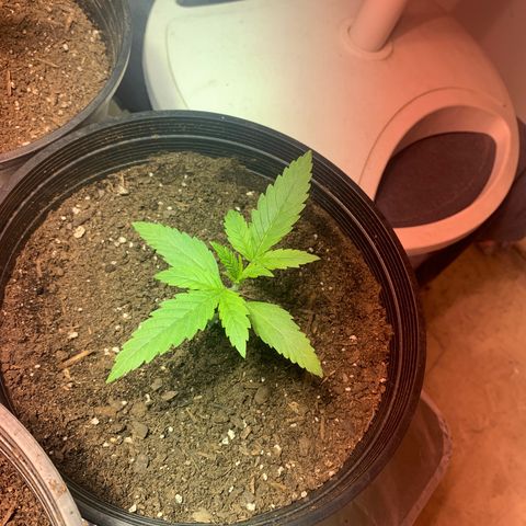 First 4 growlog photo: First four test baby’s 