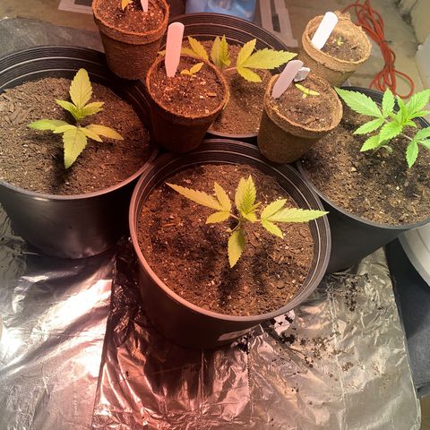 First 4 growlog timeline photo