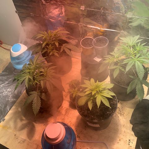 First 4 growlog timeline photo