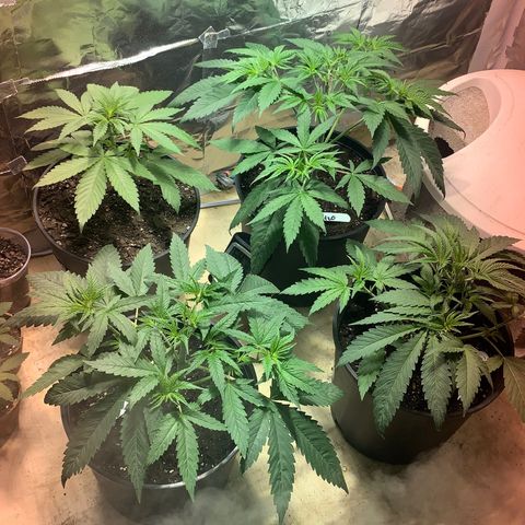 First 4 growlog timeline photo
