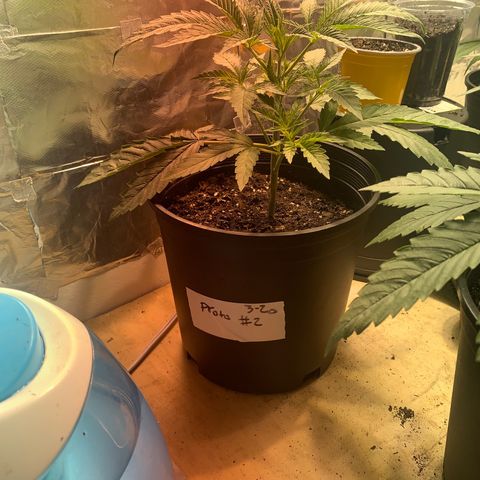 First 4 growlog timeline photo