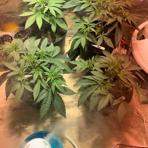 First 4 growlog timeline photo