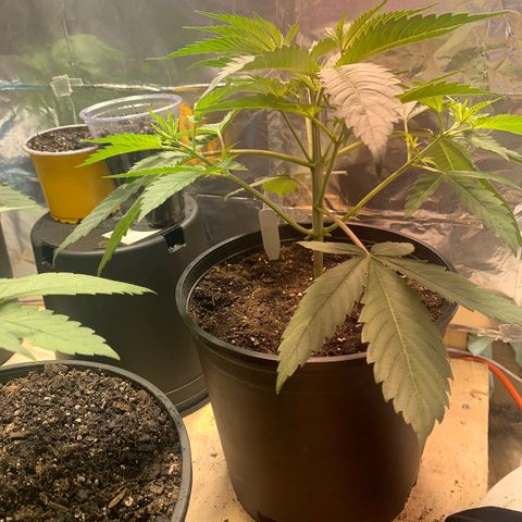 First 4 growlog timeline photo
