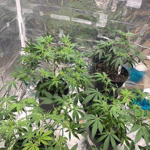 First 4 growlog timeline photo